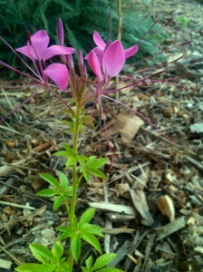 Cleome maturing as flower begins to form